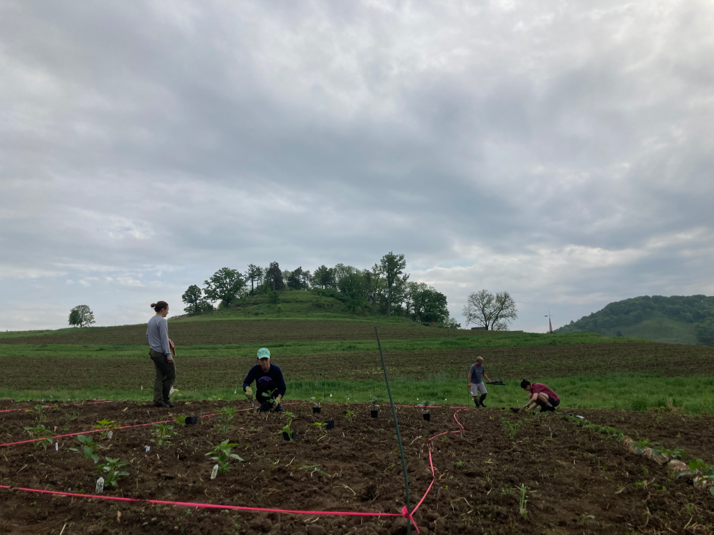 The Seed She Planted- FAIP Kitchen Garden on the Taliesin estate.